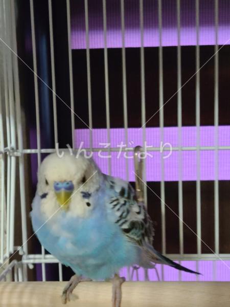 保護鳥の写真