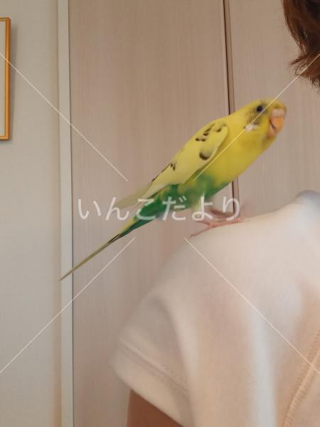 保護鳥の写真