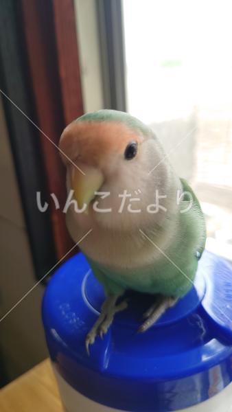 迷い鳥の写真