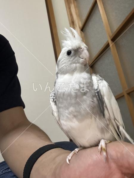 迷い鳥の写真