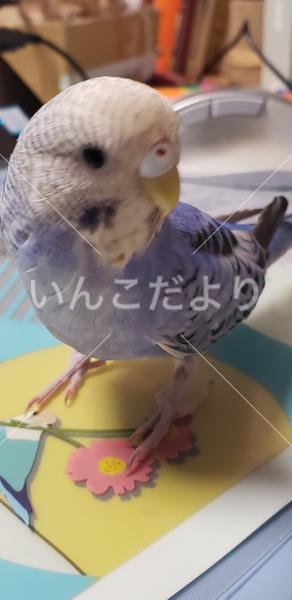 迷い鳥の写真