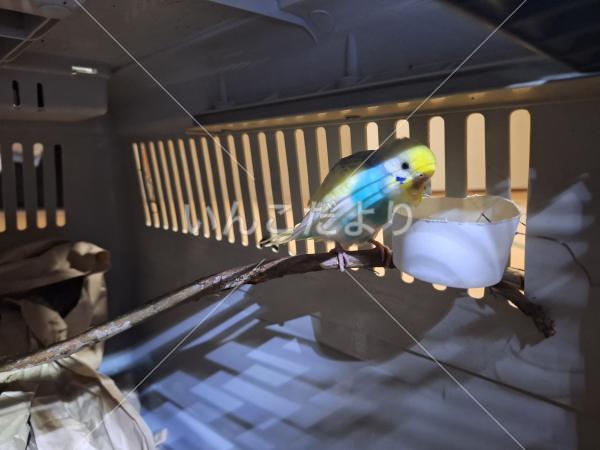 保護鳥の写真