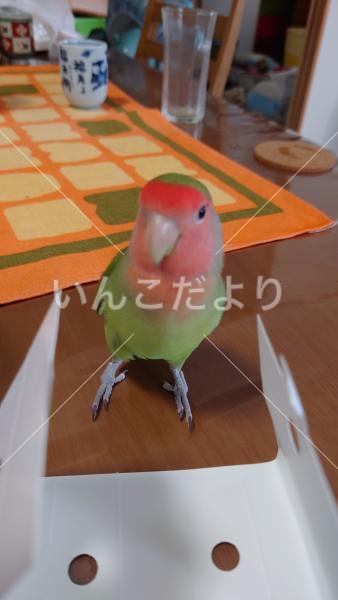 迷い鳥の写真