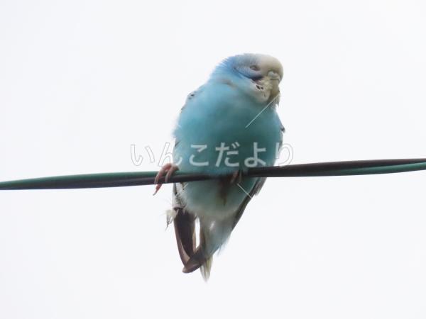 保護鳥の写真