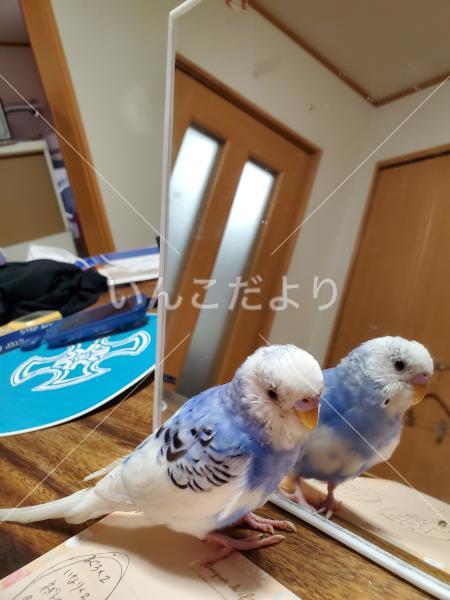 迷い鳥の写真