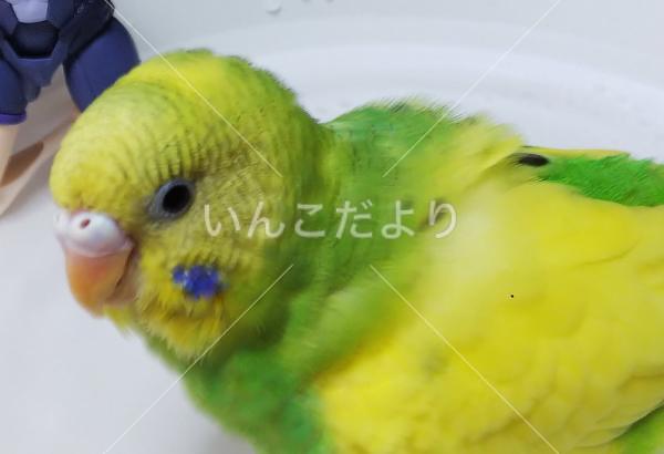 迷い鳥の写真