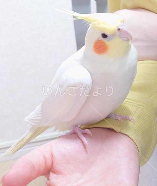 迷い鳥の写真