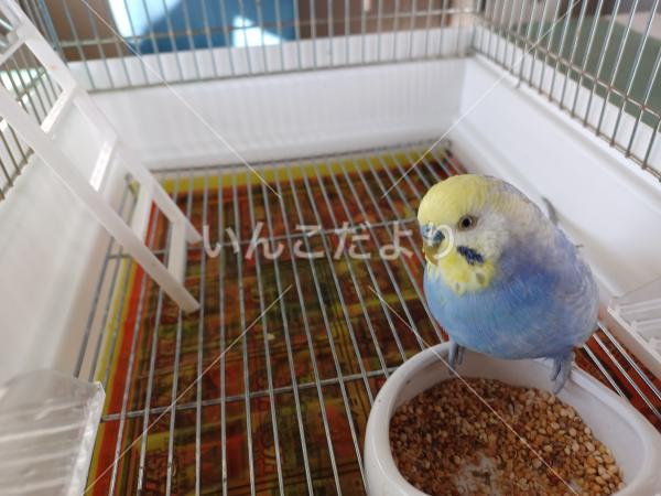 保護鳥の写真