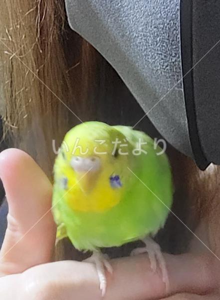 迷い鳥の写真