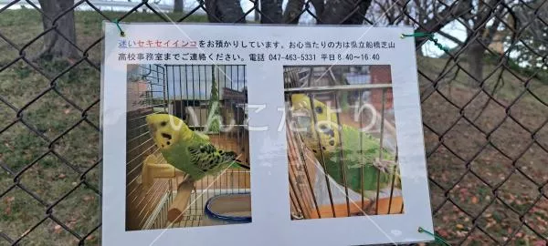 保護鳥の写真