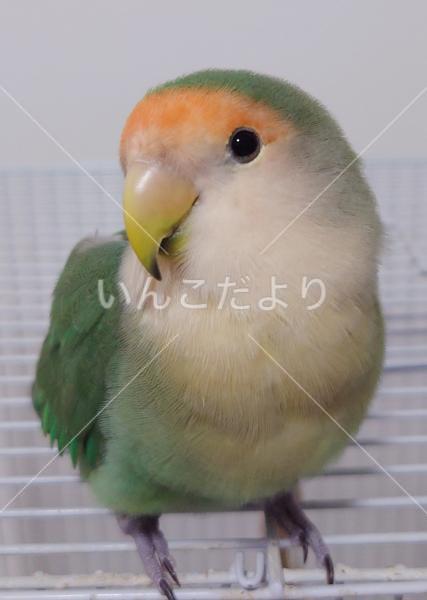 迷い鳥の写真
