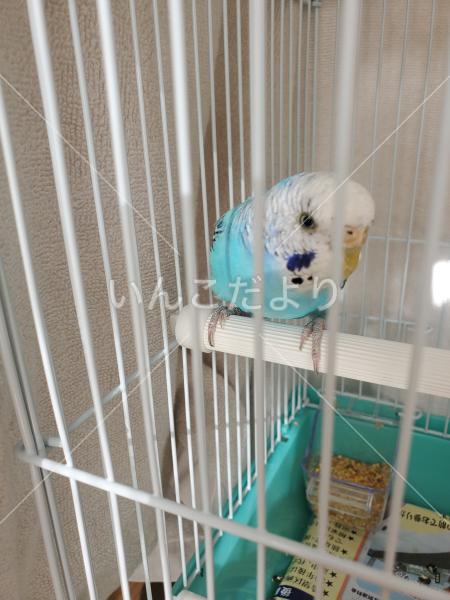 保護鳥の写真