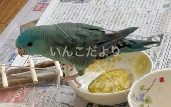 迷い鳥の写真