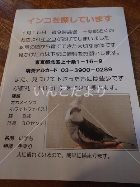 迷い鳥の写真