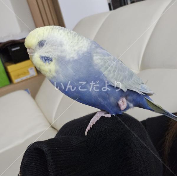迷い鳥の写真