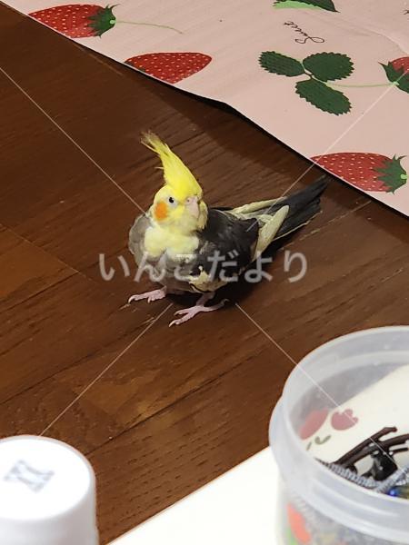 迷い鳥の写真