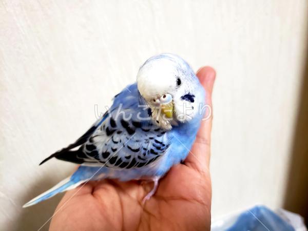 迷い鳥の写真