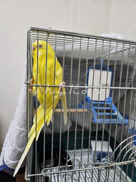 迷い鳥の写真