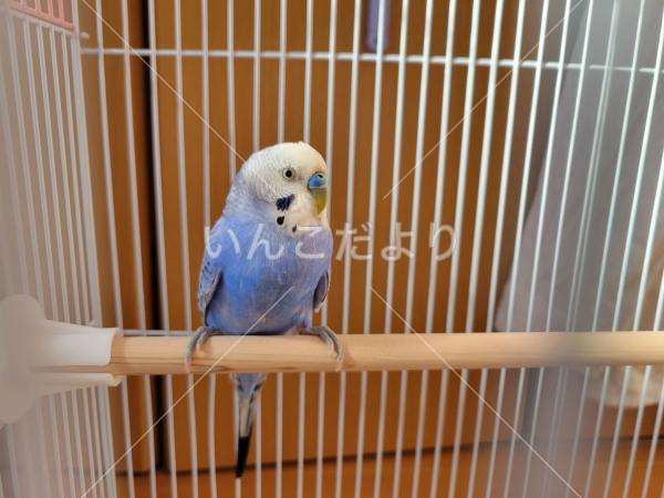 保護鳥の写真