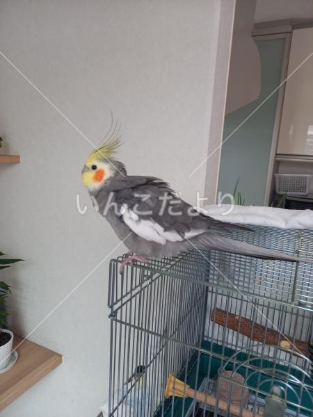 保護鳥の写真