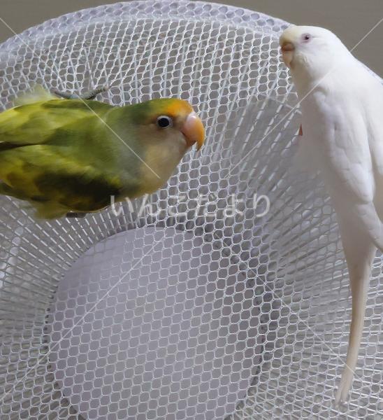 迷い鳥の写真