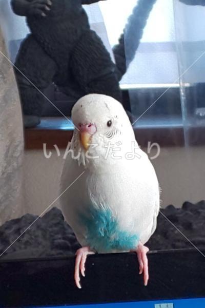 迷い鳥の写真