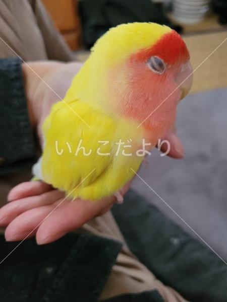 迷い鳥の写真