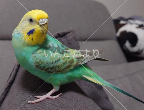 迷い鳥の写真