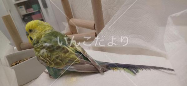 保護鳥の写真