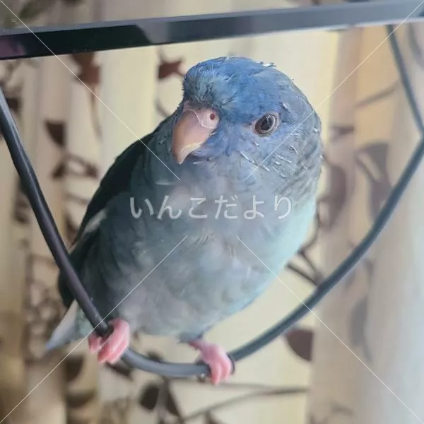 迷い鳥の写真