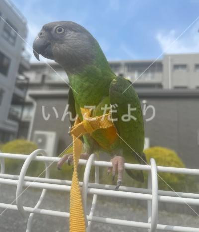 迷い鳥の写真