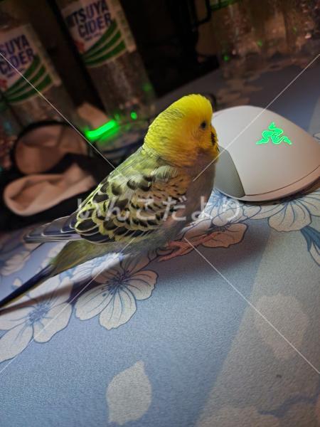 迷い鳥の写真
