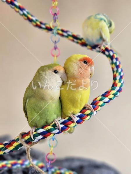 迷い鳥の写真
