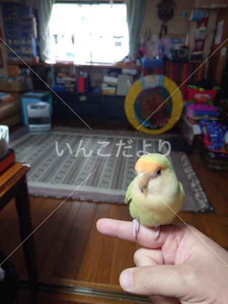 保護鳥の写真
