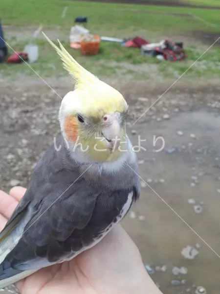 保護鳥の写真