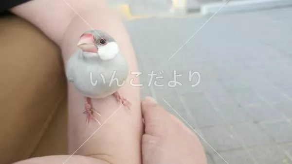 保護鳥の写真