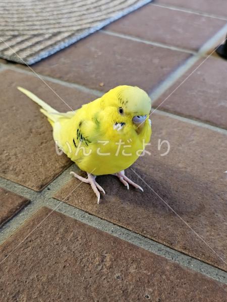 保護鳥の写真
