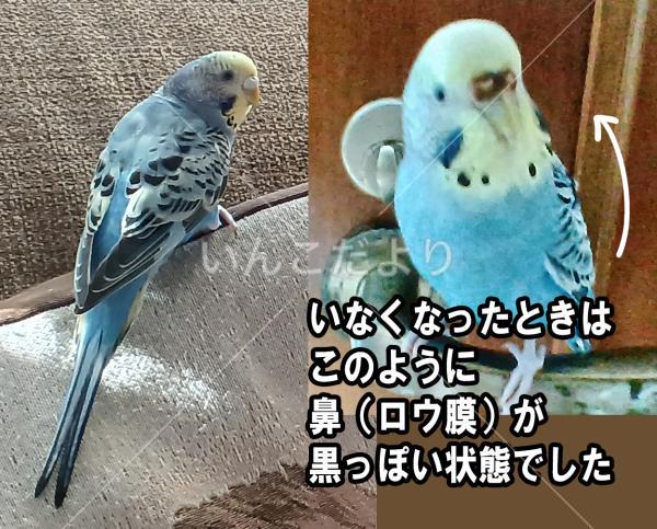 迷い鳥の写真