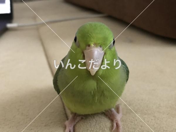 迷い鳥の写真