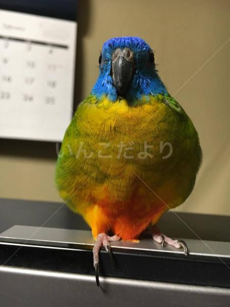 迷い鳥の写真