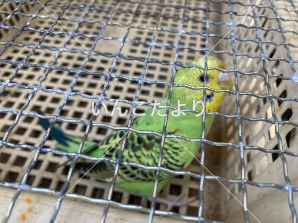 保護鳥の写真