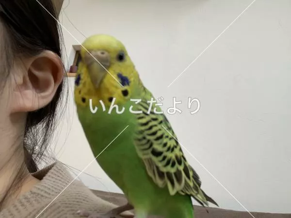 迷い鳥の写真
