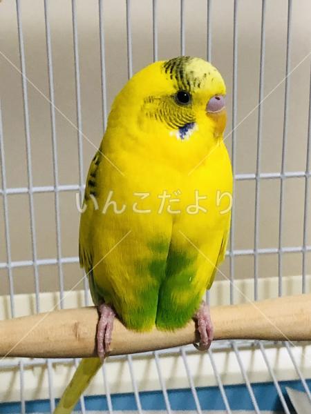 保護鳥の写真