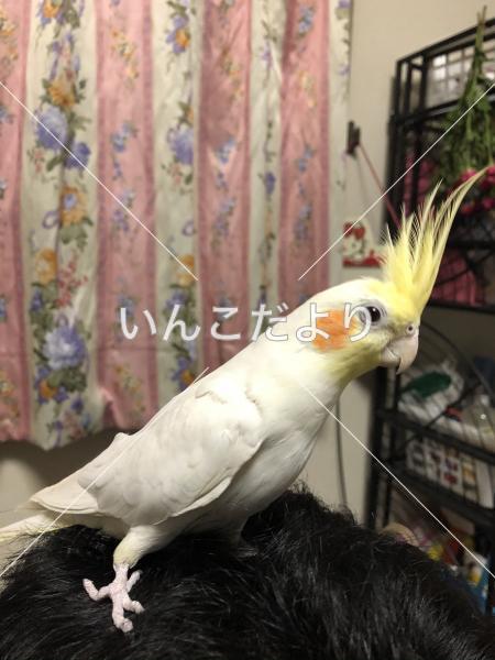 迷い鳥の写真