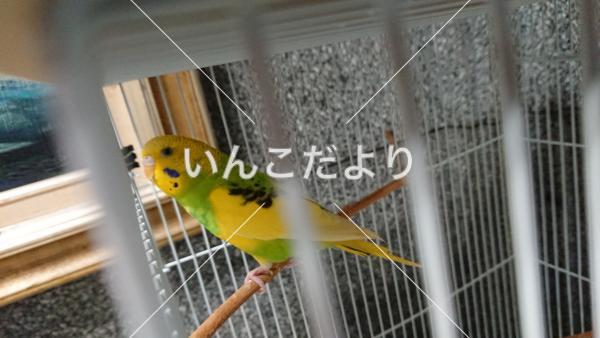 保護鳥の写真