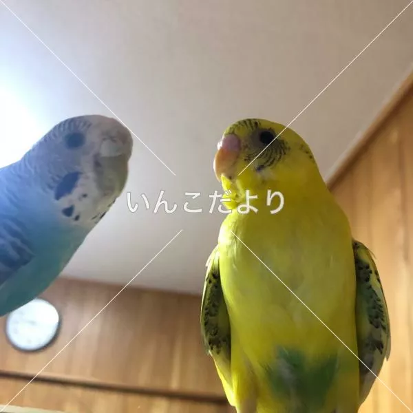 迷い鳥の写真