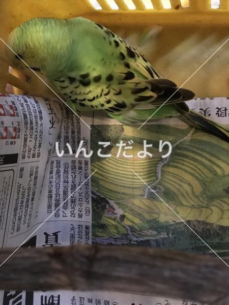 保護鳥の写真