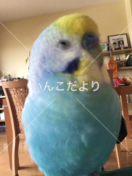 迷い鳥の写真