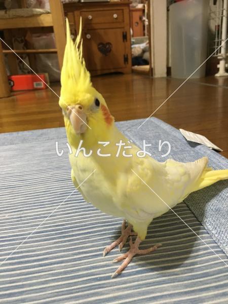 迷い鳥の写真