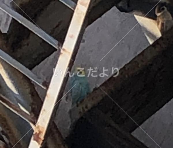 迷い鳥の写真